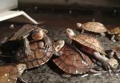 水龟的喂食管理：不同生长阶段的龟，应该怎么喂？
